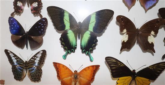 A collection of various exotic butterflies housed in three glazed wooden cases, largest case is 25.25 x 19.25in.